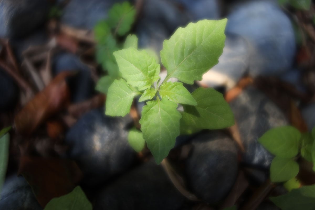 VELVET 28 是 Lensbaby 最新推出的 VELVET 夢幻柔焦系列鏡頭的新成員，之前的 56mm f/1.6 以及 85mm f/1.8 都是中長焦，偏向為人像拍攝而設，今次的 28mm f/2.5 則是標準廣角鏡，影景、影人、街拍都適合。不過可能不少朋友以為柔焦鏡頭只能柔化畫面，VELVET 28 的柔焦效果其實可以調校，配合光圈調節，令到鏡頭可以適用不同場景。